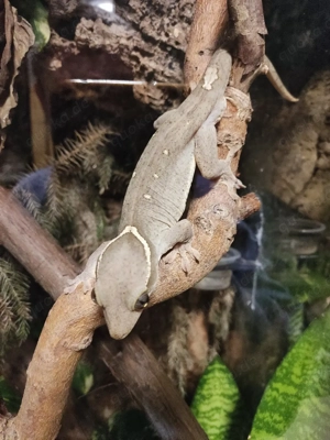 1.2 Correlophus saranisorum  Bild 6