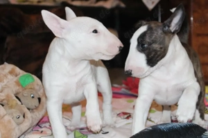 Wunderschöne Miniatur Bullterrier Welpen mit Ahnentafel