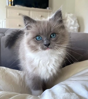 Ragdoll-Kätzchen zur Adoption verfügbar