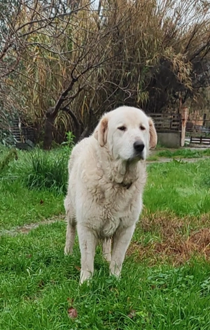 Jan - Der "Riese" mit dem sanften Blick! Bild 4