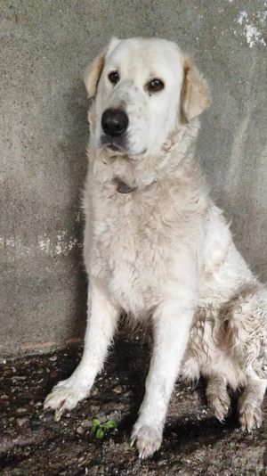 Jan - Der "Riese" mit dem sanften Blick!