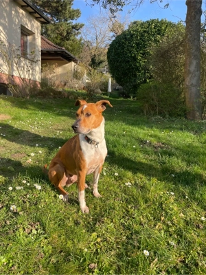 Dein bester Freund wartet auf Dich Bild 6