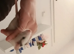 2 baby ratten ca 9 Wochen alt