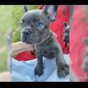 Französische Bulldoggen Welpen 