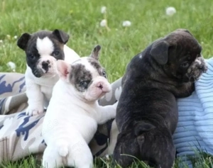  Bildschöne französische Bulldoggen Welpen ,blue tan, kerngesund