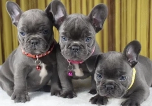 Französische Bulldoggen Welpen suchen ein schönes Zuhause 