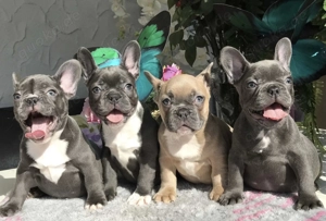 Französische Bulldoggen Welpen 