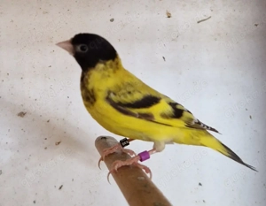 Magellanzeisg Pärchen 