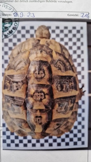 Griechische Landschildkröte