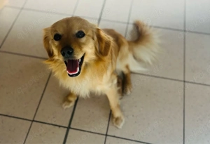 Mini Golden Retriever Mischling