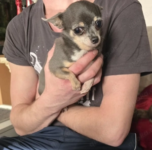 2 Chihuahua Damen Bild 7