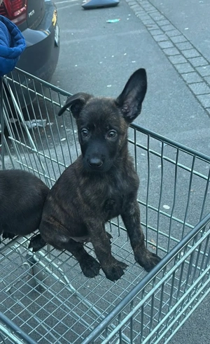 X herder welpe gechipt, geimpft, Eu pass