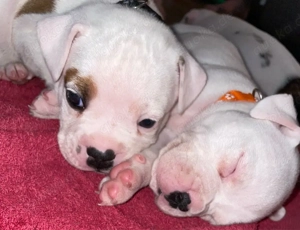 Old Englische Bulldogen Mix 