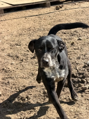 Oliver, zzt. in Ungarn, ein Junghund unbedarft, neugierig und verspielt.