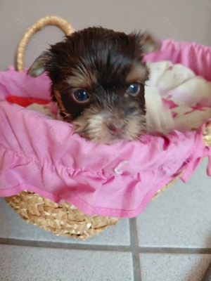 Biro yorkshire terrier mädchen 