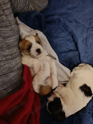 Westhighland Biewer Yorkshire Welpen