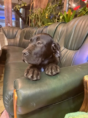 Exklusiver cane corso welpe   rüde | top qualität | premium klasse