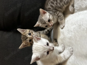 Reinrassige Bengalkitten