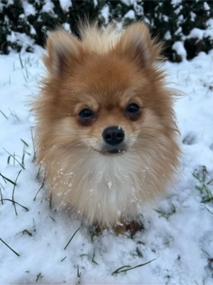 schweren Herzens Pomeranian Zwergspitz Welpe zur abgabe