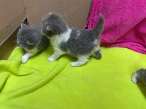 BKH Kitten mit Stammbaum!