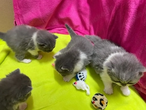 BKH Kitten mit Stammbaum! Bild 4