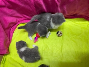 BKH Kitten mit Stammbaum! Bild 3