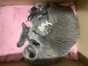 BKH Kitten mit Stammbaum! Bild 5