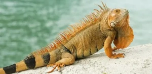 suchen Grüner blauer roter Leguan