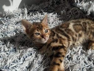 Bengal-Katze  Bild 4
