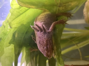 Axolotl Pärchen zu verkaufen
