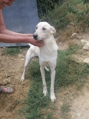 Sanfter Milo braucht ruhiges Zuhause!