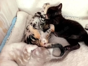 *Reinrassige Exclusive Bengalkätzchen mit TICA Ahnentafel (WhatsApp: 0178 7499770)*