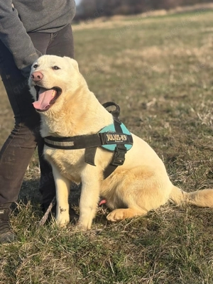 Olaf, menschenbezogen und verspielt (mit Videos)