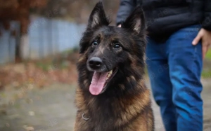 Bildschöner sozialer Athos sucht besonderes Zuhause Bild 5