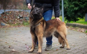 Bildschöner sozialer Athos sucht besonderes Zuhause Bild 4