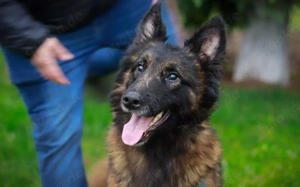 Bildschöner sozialer Athos sucht besonderes Zuhause Bild 2