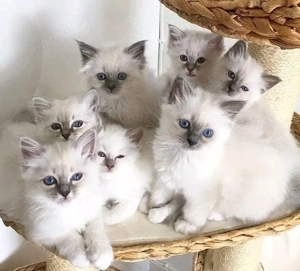 Ragdoll-Katzen und Kätzchen zur Vermittlung