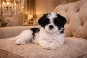 Exklusive Shih Tzu Welpen mit FCI-Ahnentafel   liebevoll in Familie aufgezogen