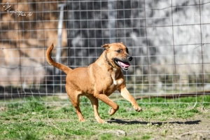 Atlasz, z.Z. in Ungarn, ist ein typischer Junghund