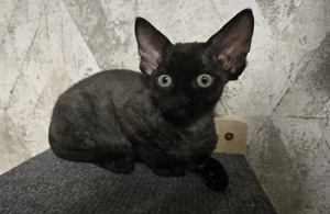 Devon Rex Kitten