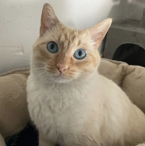 COPITO- anhänglich, entspannt, lieb