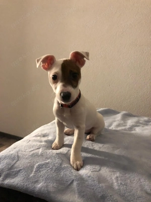 Jack Russell Terrier