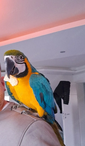 Ara araruna Gelbbrustara 