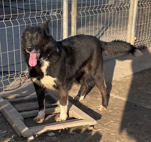 Pötyi, z.Zt. in Ungarn, zarte Seele sucht Körbchen Bild 2