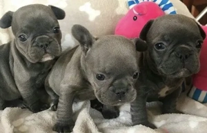Französische Bulldoggen Welpen freiatmend