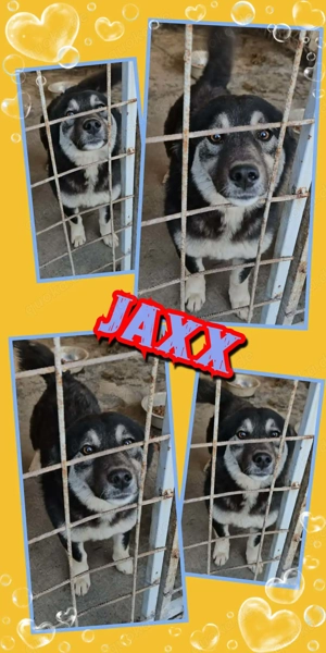 sehr offener, lieber, freundlicher Rüde "Jaxx" hast Du ein Körbchen frei für mich ?