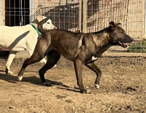 Nati, z. Zt. in Ungarn, ist ein zauberhaftes, verspieltes, freundliches und neugieriges Wesen.
