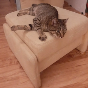 9Monate alter Kater zu verschenken