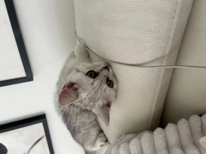 Katze abzugeben  Bild 4