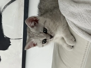 Katze abzugeben  Bild 5